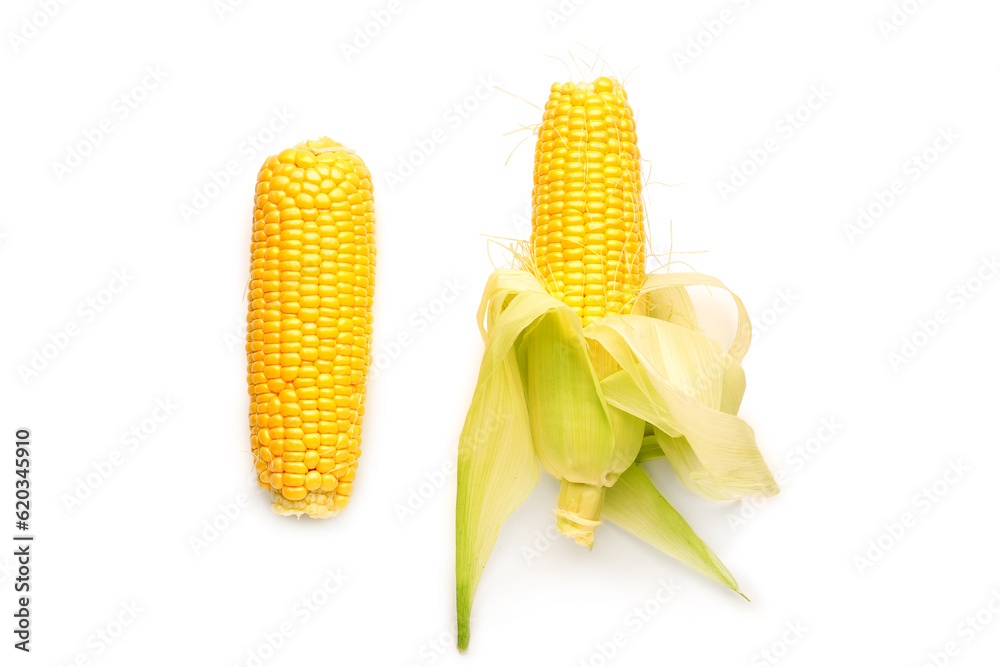 Fresh corn cobs on white background