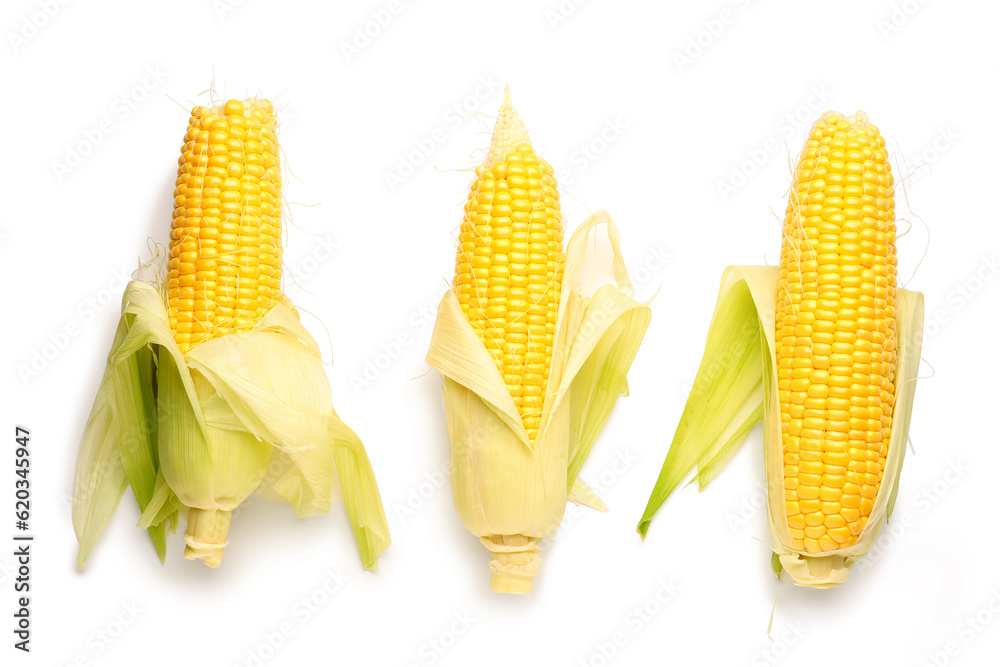 Fresh corn cobs on white background