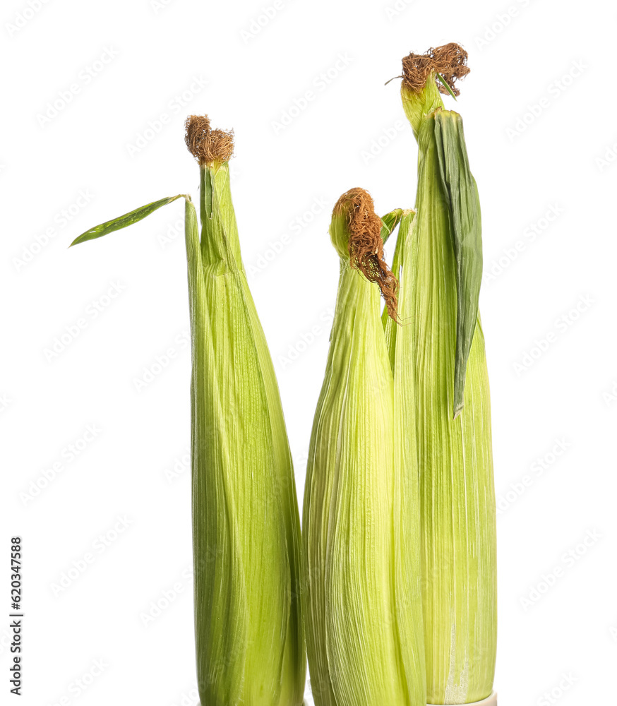 Fresh corn cobs on white background