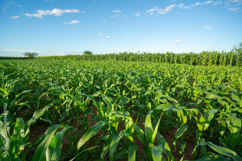 Agricultural Garden of Corn field, Green field with young corn with beautiful blue sky.