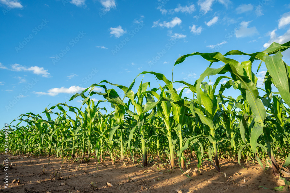 Agricultural Garden of Corn field, Maize seedling in the agricultural garden with beautiful blue sky