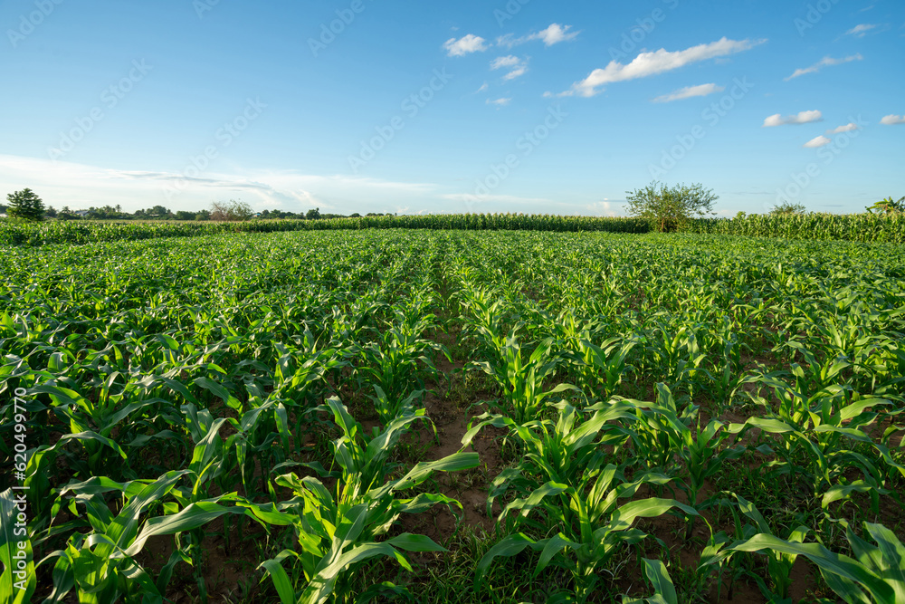 Agricultural Garden of Corn field, Green corn field in agricultural garden and with beautiful blue s