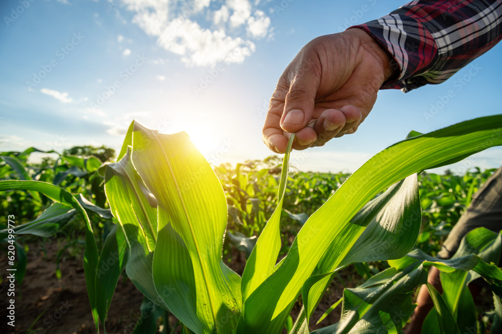 Agricultural Garden of Corn field, Farmer hand touches green leaves of young green corn growing on t