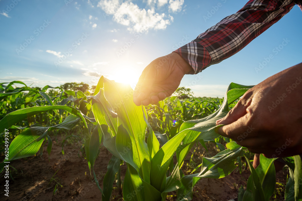 Agricultural Garden of Corn field, hand of farmer touches the leaves of young green corn growing and