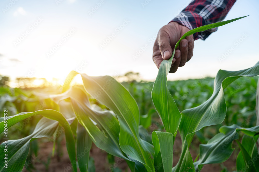 Agriculture, hand of farmer touches the leaves of young green corn growing and checks the sprouts, p