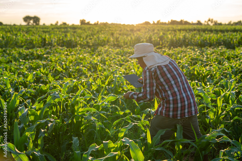 A farmer standing in corn field examining crop at sunset. agriculture.