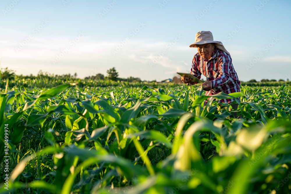 Asian farmer is using a tablet to check the quality leaves in Green corn field in agricultural garde