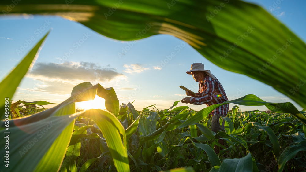 Agriculture of Corn,  A senior farmer working in the agricultural garden of Corn field at sunset.