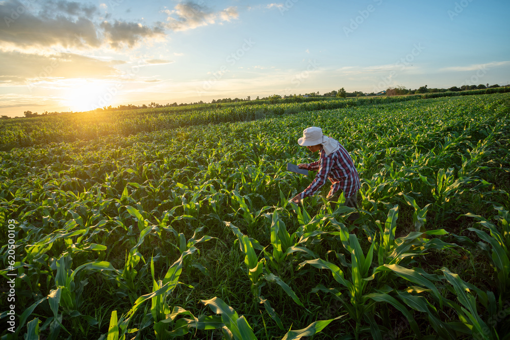 A farmer checking quality by tablet agriculture modern technology of Maize seedling in the agricultu