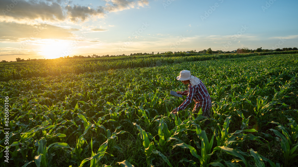 A farmer is using a tablet to check the quality of the growth of green corn plants in a corn field a