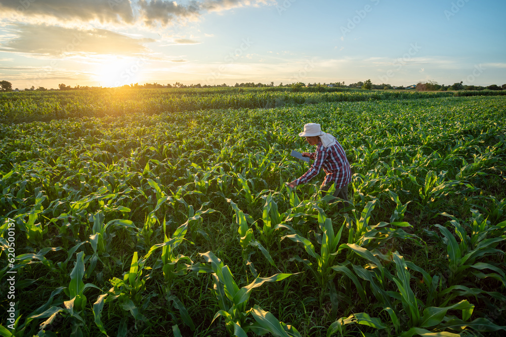 A farmer is using a tablet to check the quality leaves in Green corn field in agricultural garden an