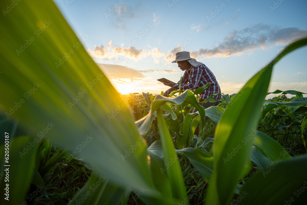 A farmer is using a tablet to check the quality of the growth of green corn plants in a corn field a