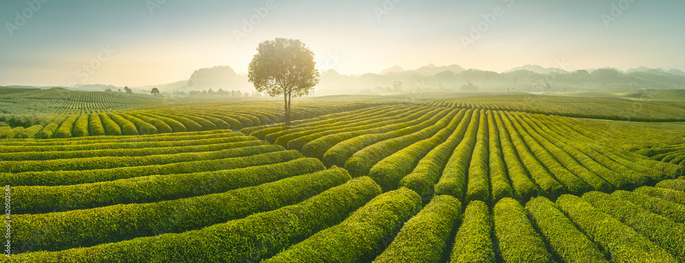 tea plantation in the morning