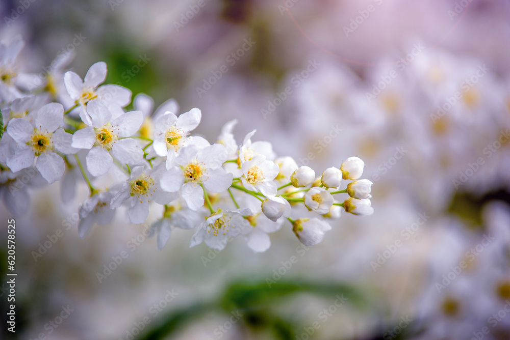 Bird cherry branches in the garden in spring 