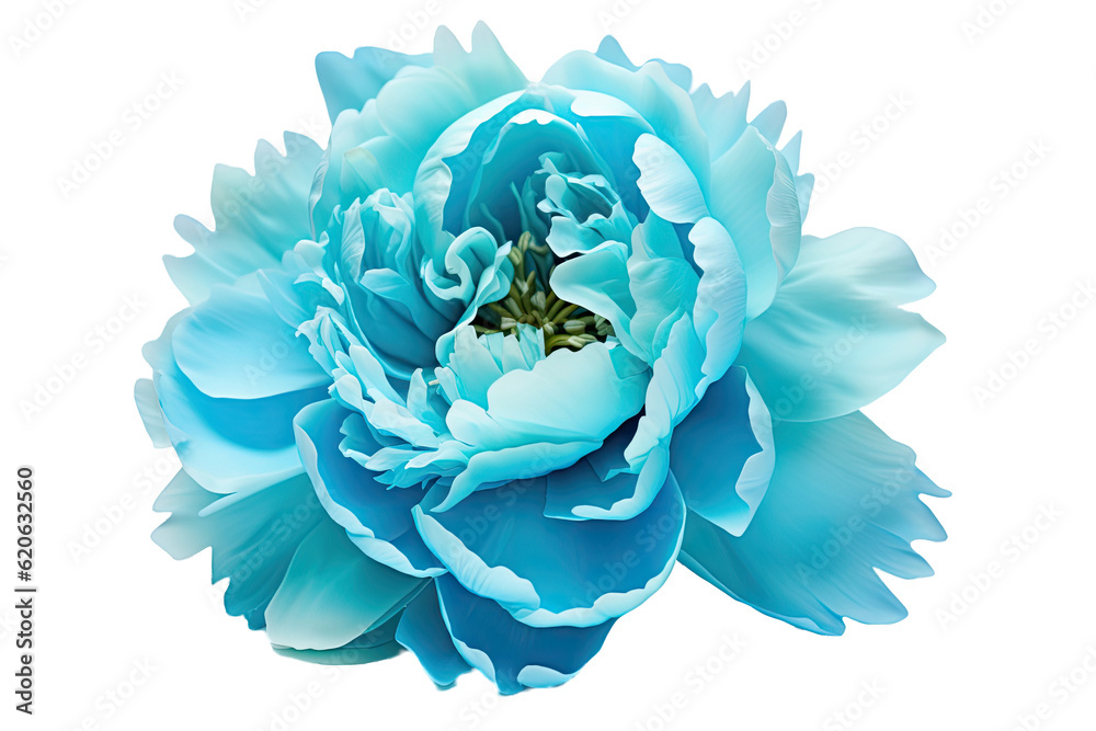 A peony flower in turquoise color is pictured alone on a transparent background with a clipping path