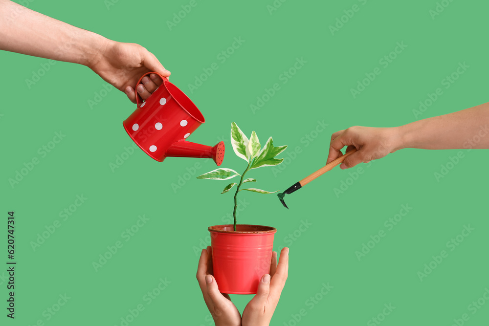 People with gardening tools and plant on green background