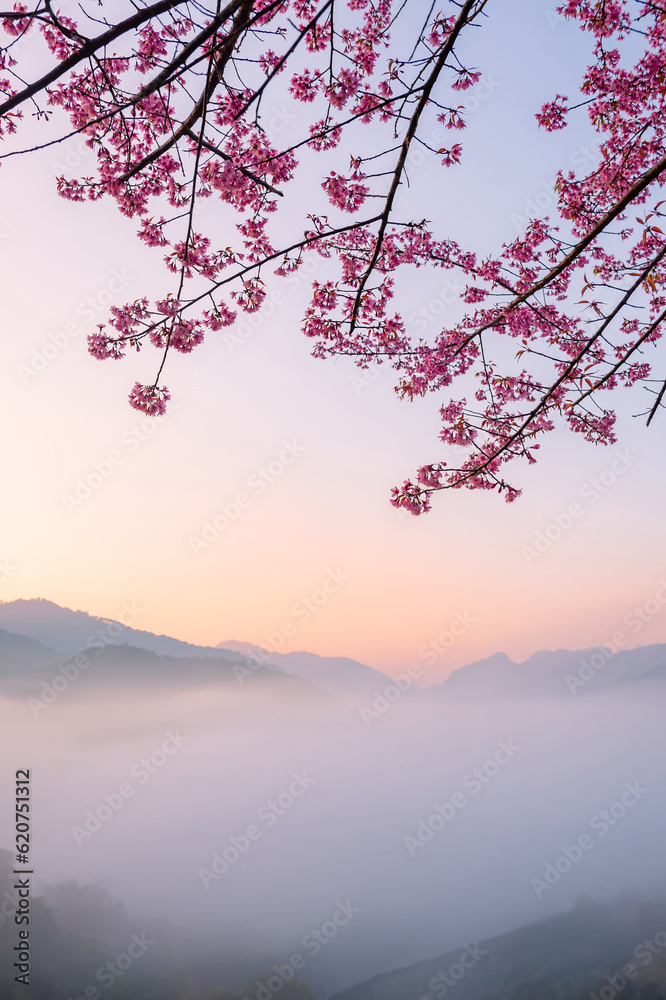 sakura flower and landscape