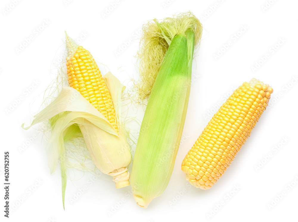 Fresh corn cobs on white background