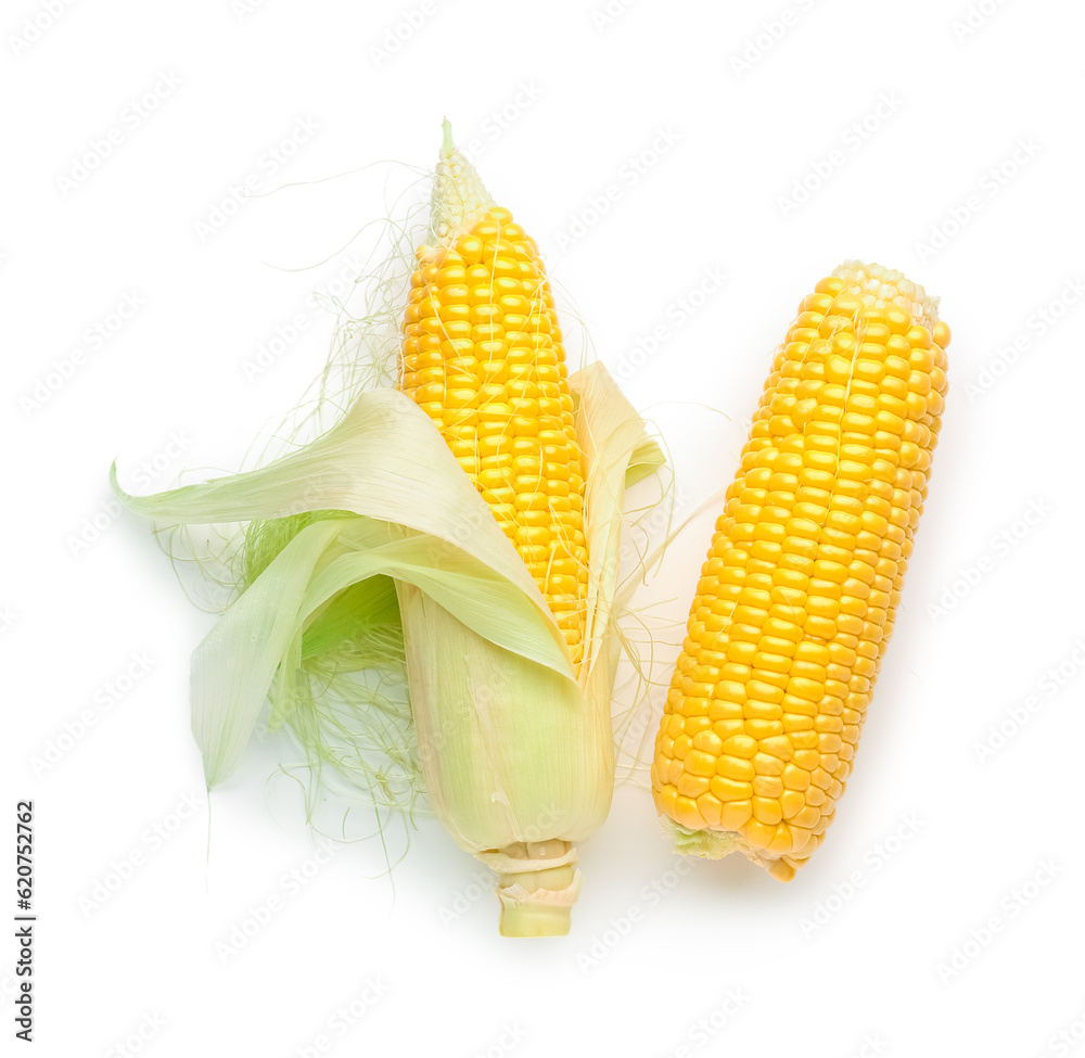 Fresh corn cobs on white background