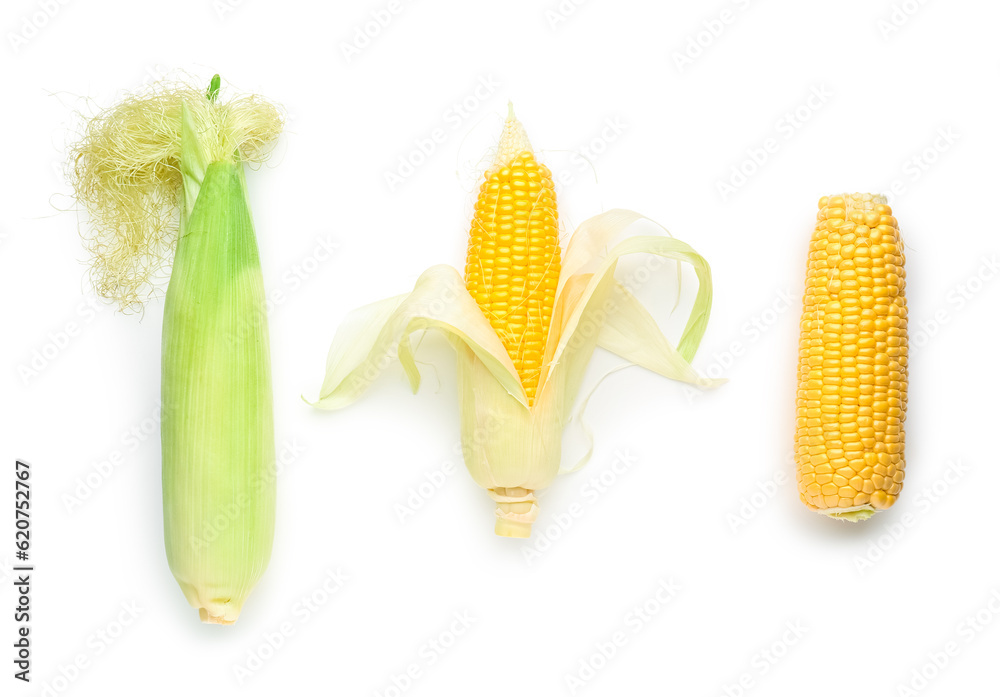 Fresh corn cobs on white background