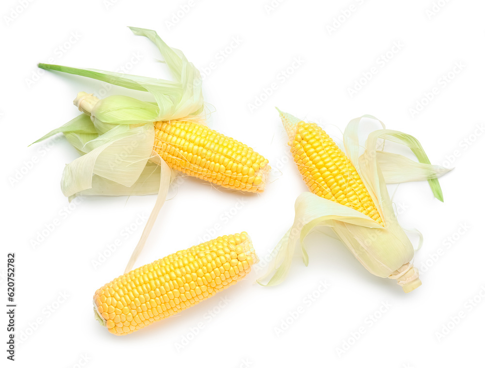 Fresh corn cobs on white background