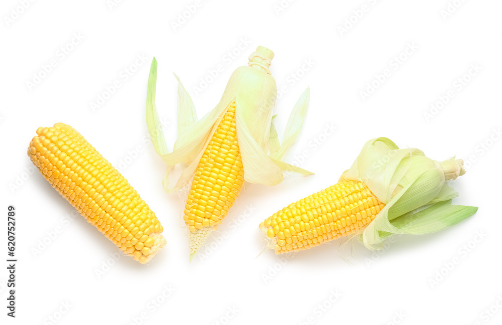 Fresh corn cobs on white background