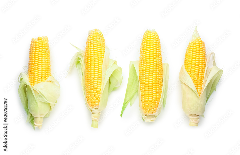 Many fresh corn cobs on white background