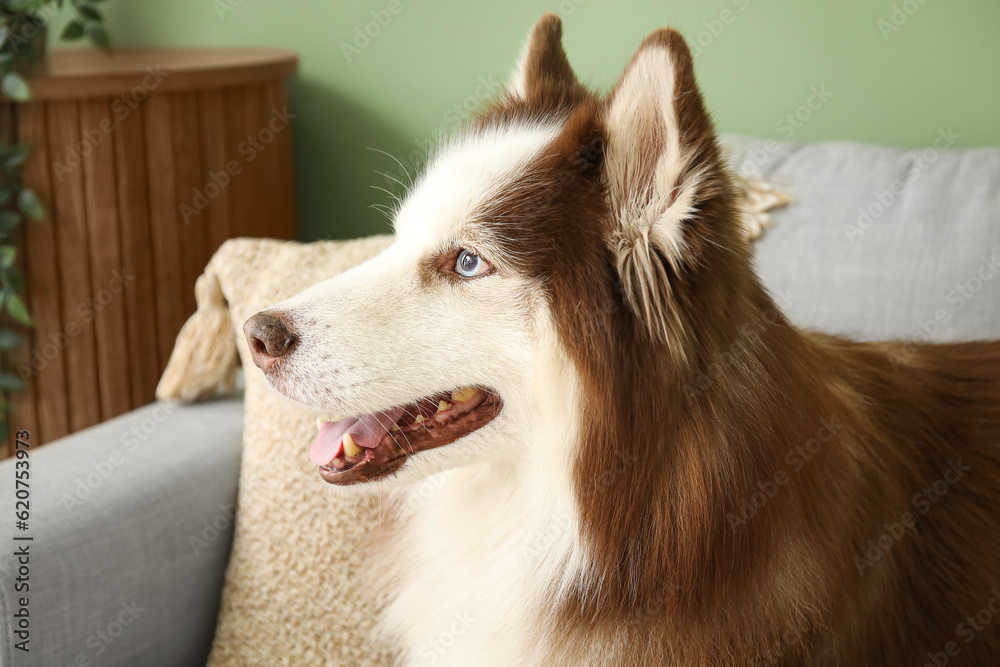 Cute Husky dog lying on sofa in living room, closeup