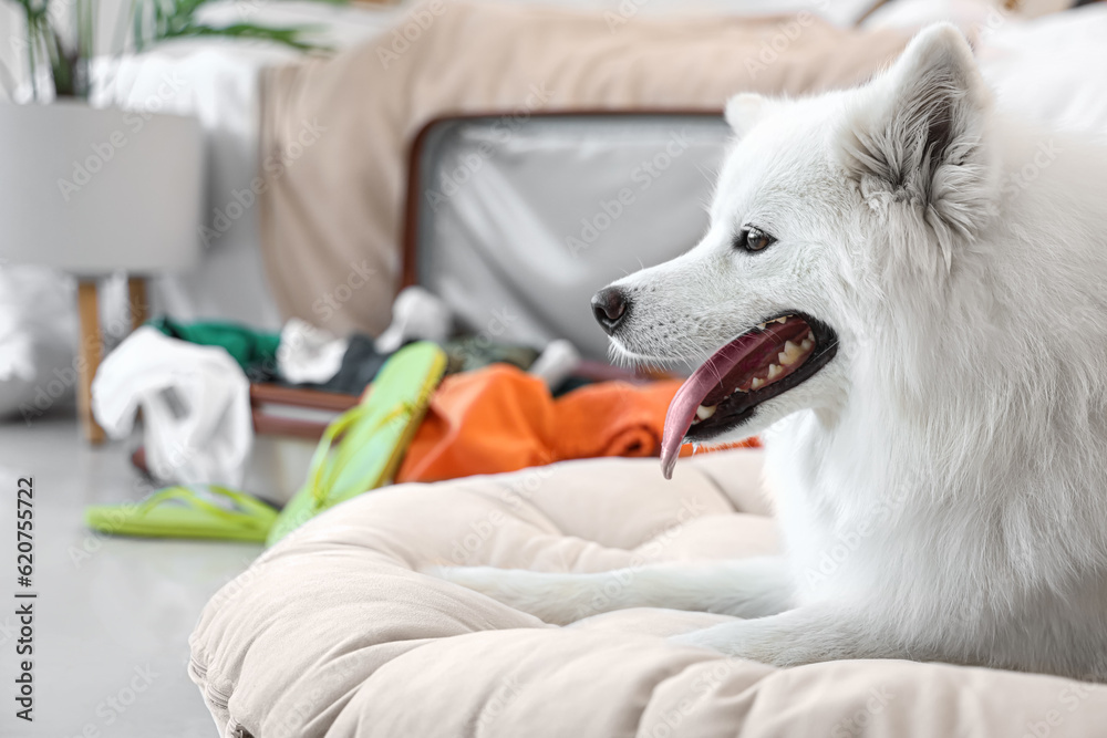 White Samoyed dog in bedroom, closeup