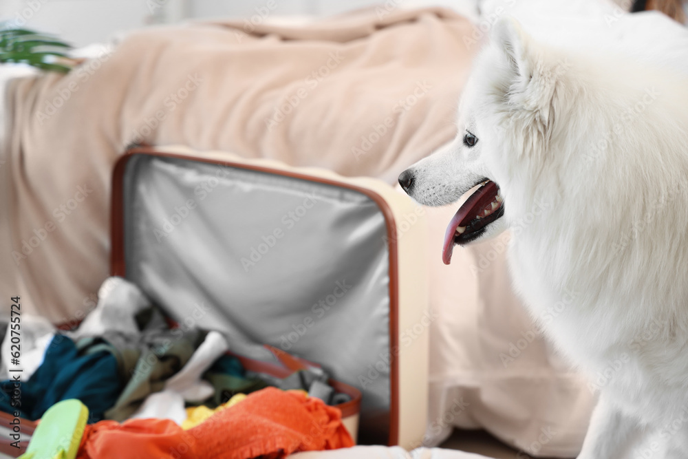 White Samoyed dog in bedroom