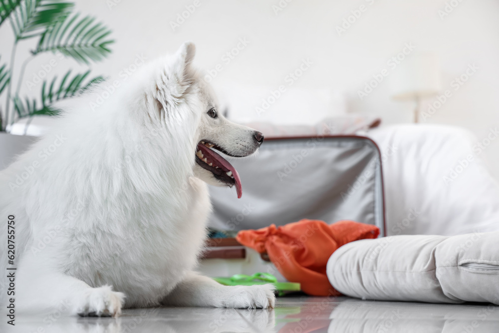 White Samoyed dog near suitcase in bedroom, closeup