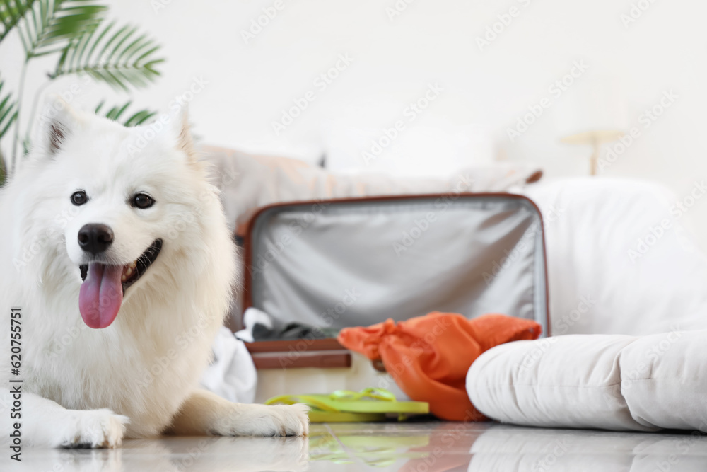 White Samoyed dog near suitcase in bedroom, closeup