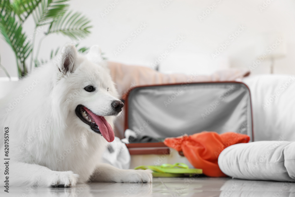 White Samoyed dog near suitcase in bedroom, closeup