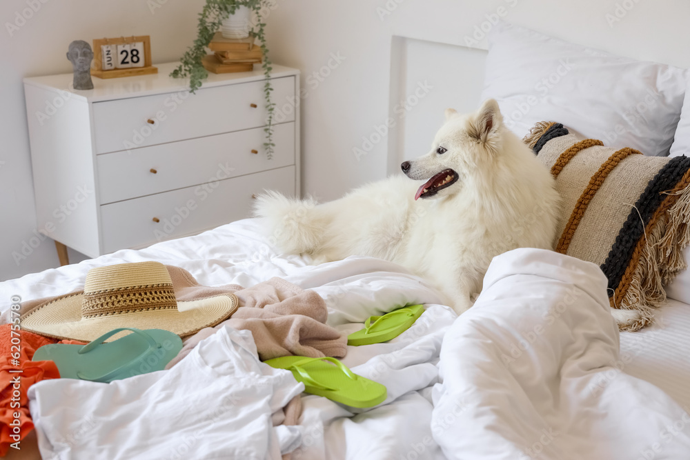 White Samoyed dog with summer clothes in bedroom