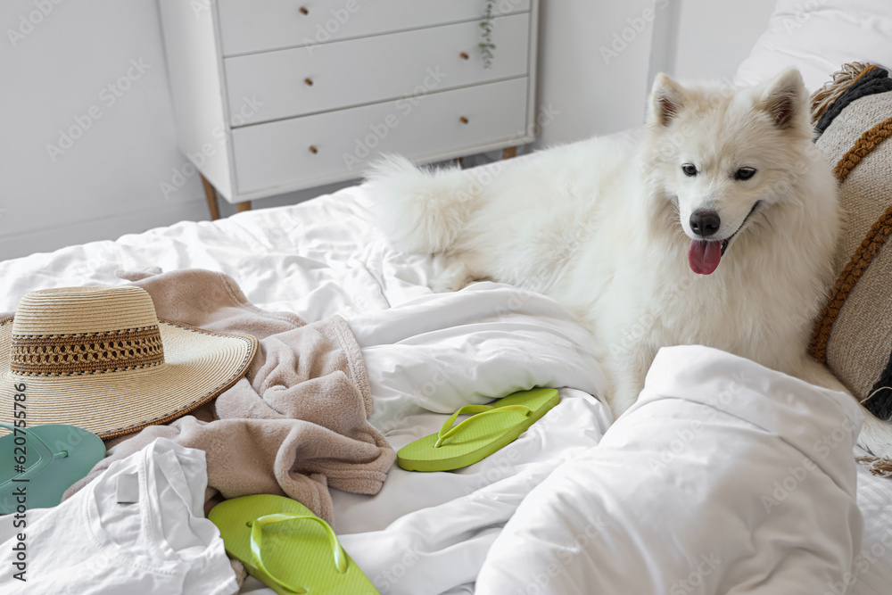 White Samoyed dog with summer clothes in bedroom