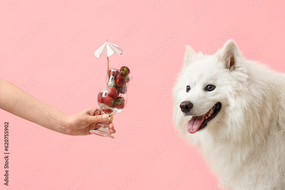 White Samoyed dog and female hand with glass of strawberries on pink background