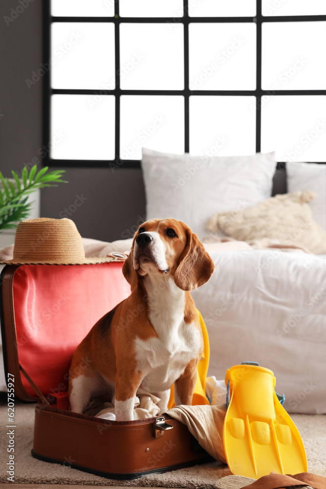 Cute Beagle dog in suitcase with beach accessories at home