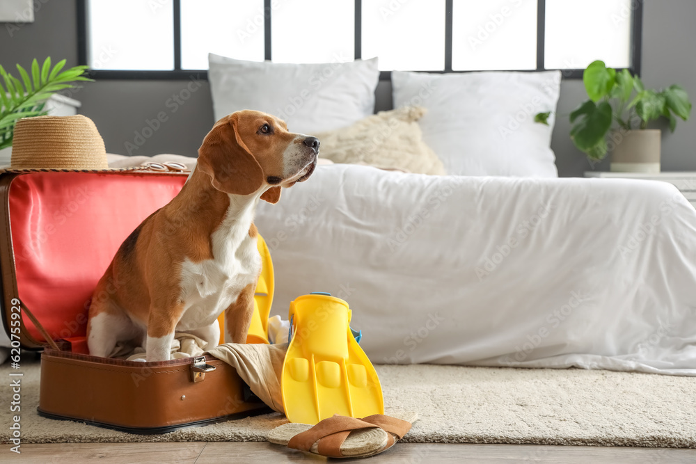 Cute Beagle dog in suitcase with beach accessories at home