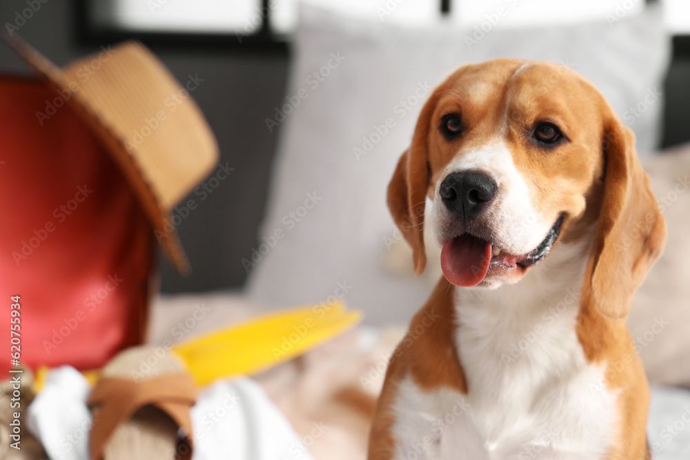 Cute Beagle dog in bedroom, closeup