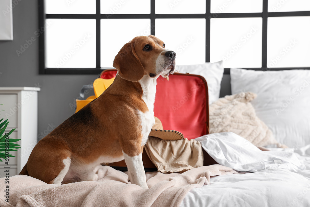 Cute Beagle dog and suitcase with beach accessories in bedroom