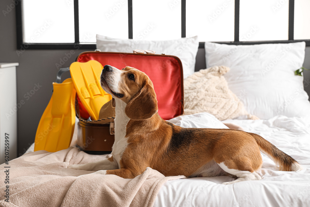 Cute Beagle dog and suitcase with beach accessories in bedroom