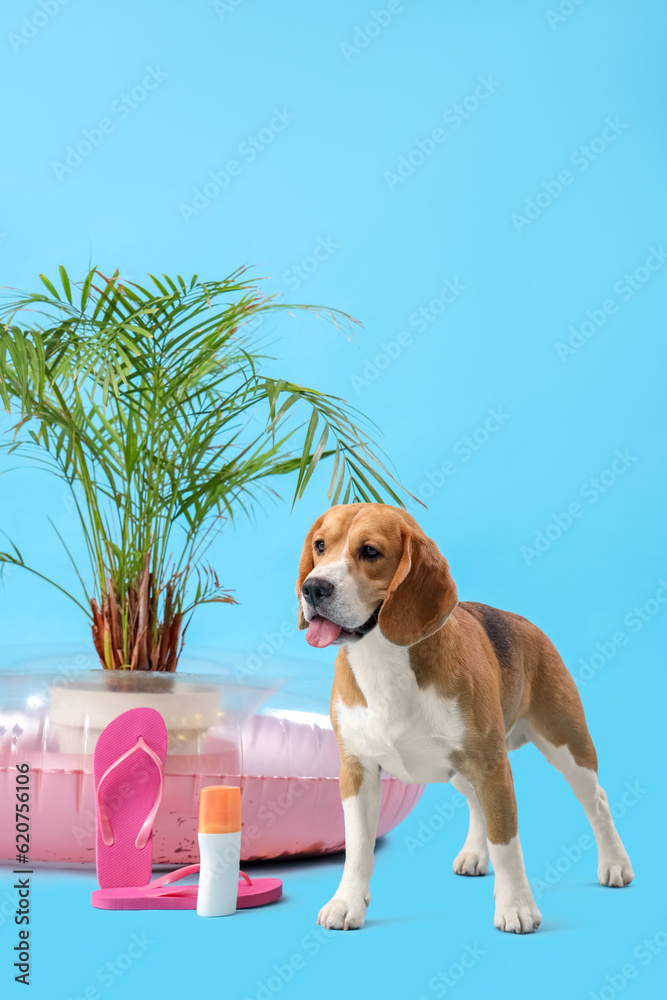 Cute Beagle dog with beach accessories on blue background