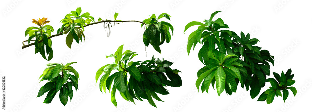 Plant leaves Green nature Tropical forest isolated on transparent background - png	 