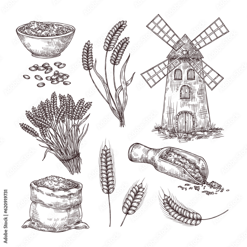 Hand drawn wheat. Sketch bag of grains, windmill, ear spikes and seed. Cereals vintage style vector 