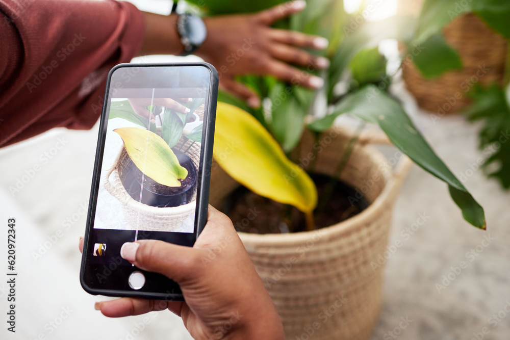 Woman with phone screen, photography app and plants in home, nature and gardening with future techno