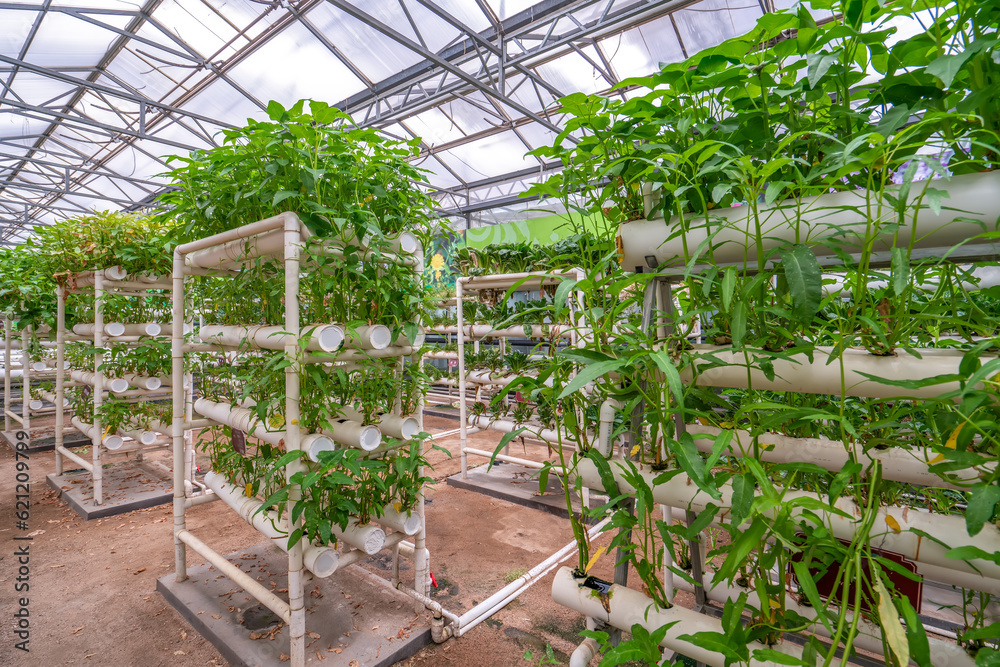 Shouguang ecological vegetable greenhouse interior scene