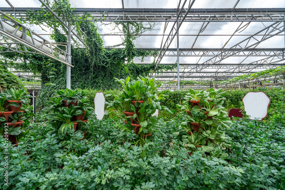 Shouguang ecological vegetable greenhouse interior scene