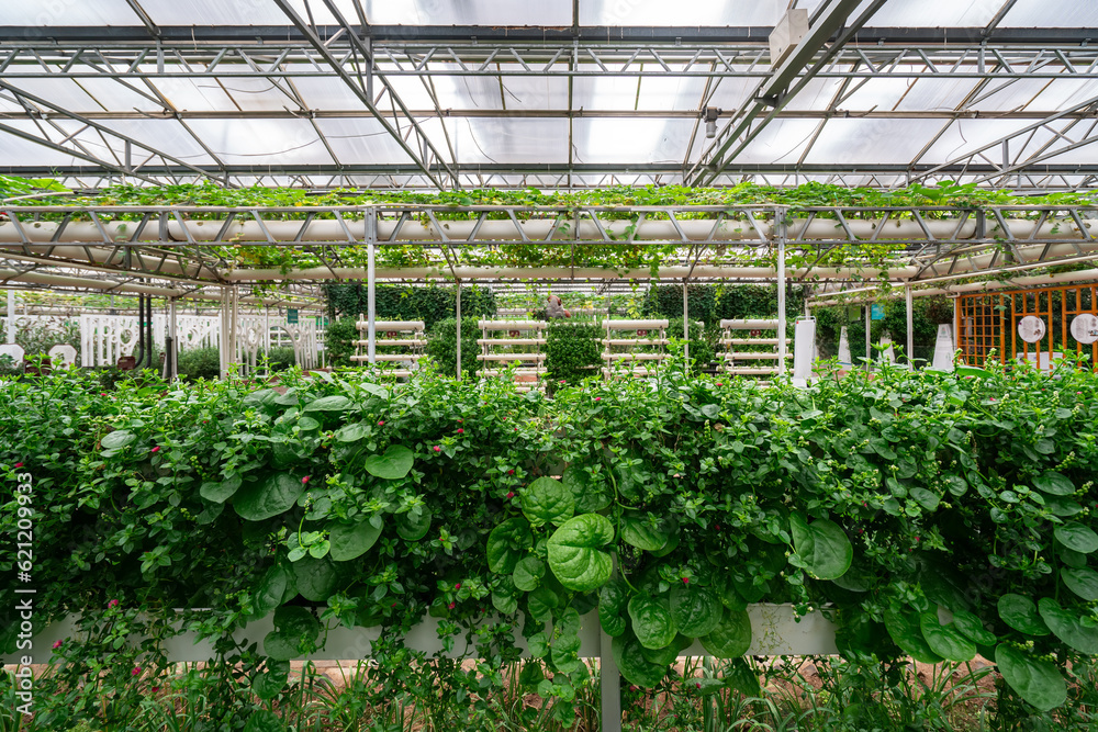 Shouguang ecological vegetable greenhouse interior scene