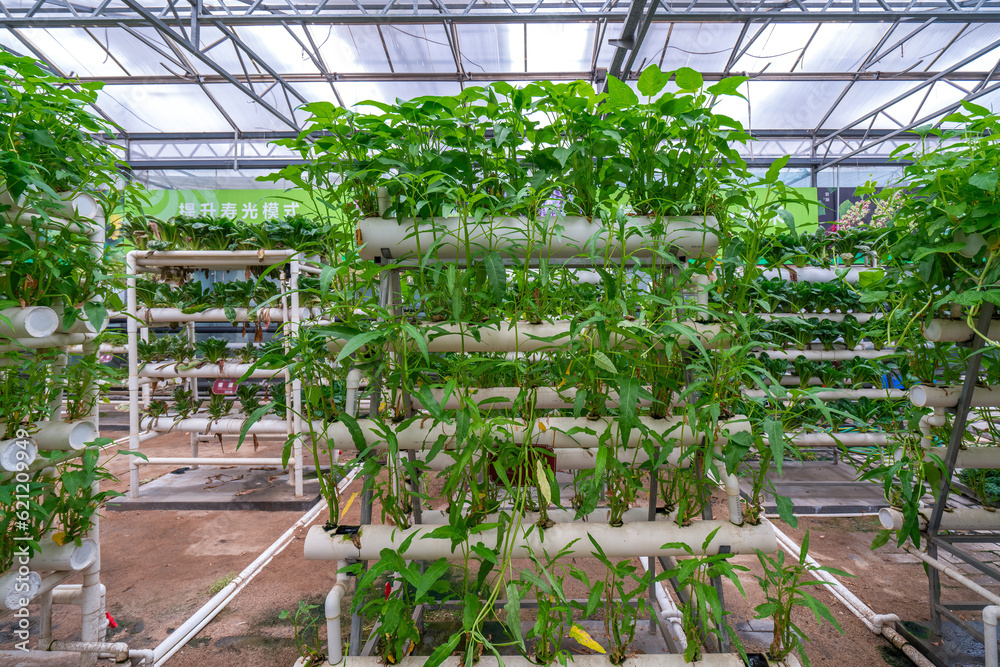 Shouguang ecological vegetable greenhouse interior scene