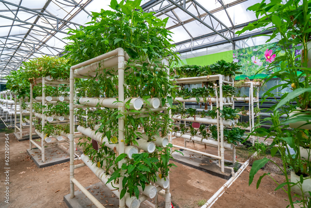 Shouguang ecological vegetable greenhouse interior scene